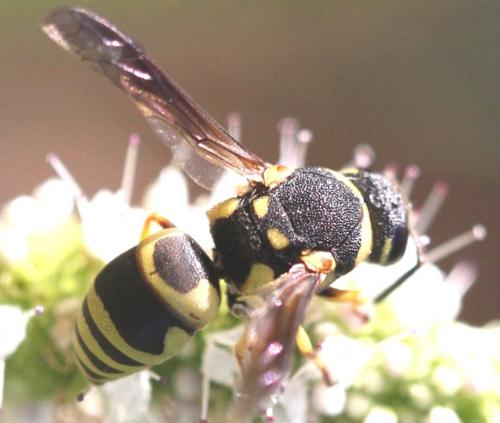 Réf. 170 171 : Euodynerus sp.