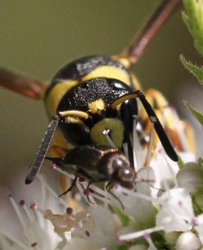 Réf. 170 173 : Euodynerus sp.