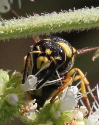 Réf. 170 172 : Euodynerus sp.