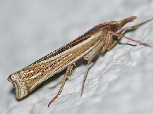 Ancylolomia sp.