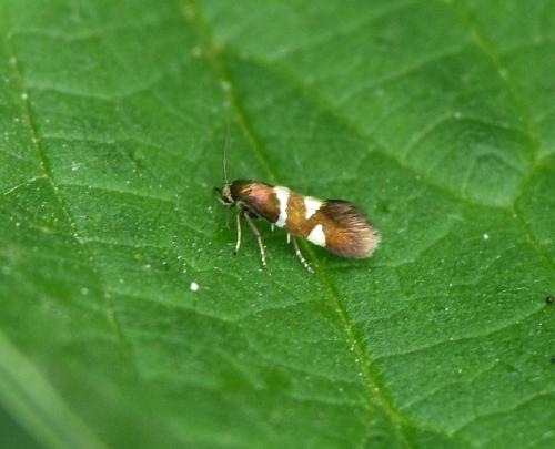 Antispila metallella