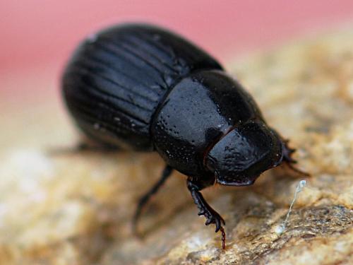 Ammoecius elevatus