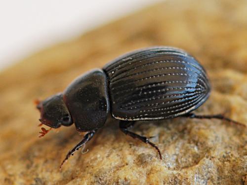 Ammoecius elevatus