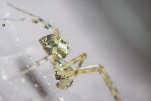 Réf. 170 574 : Labulla thoracica