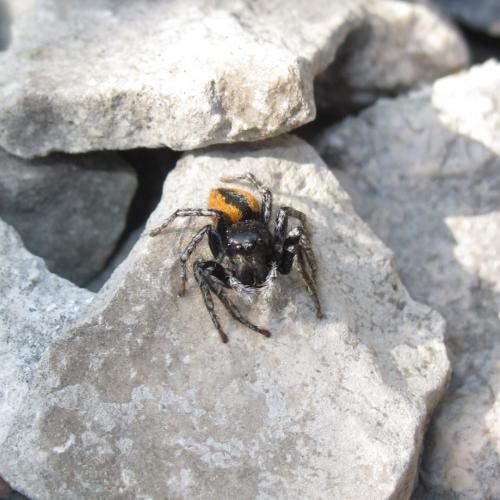 Philaeus chrysops