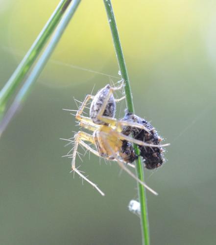 Réf. 170 686 : Oxyopes lineatus