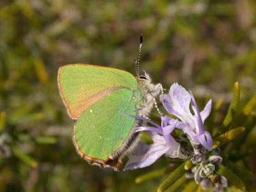 Réf. 170 556 : Callophrys rubi