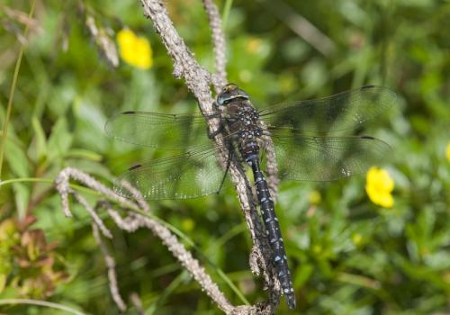 Réf. 170 663 : Aeshna juncea