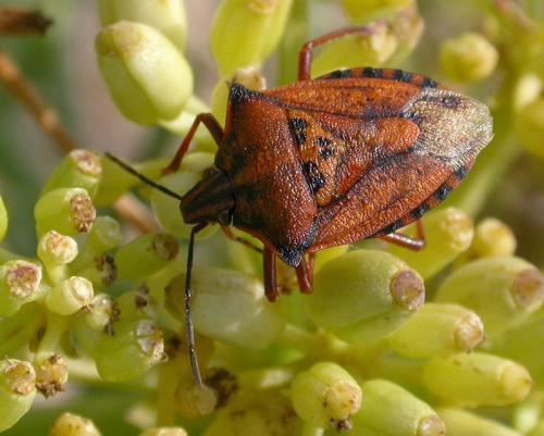 Carpocoris mediterraneus atlanticus