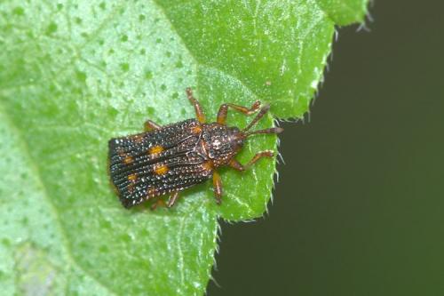 Hispinae