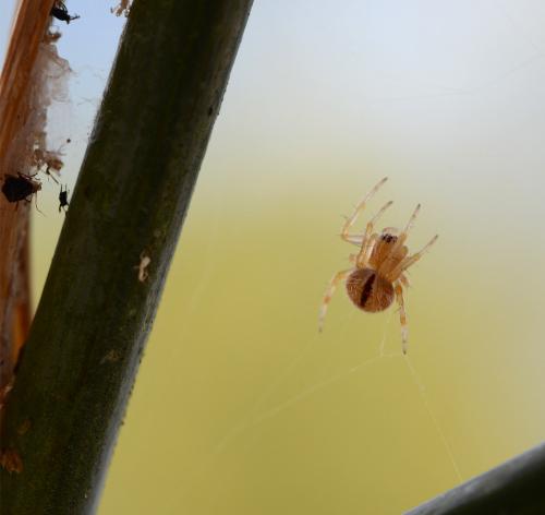 Agalenatea redii