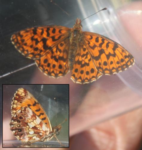 Boloria dia