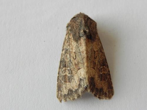Réf. 170 361 : Luperina testacea