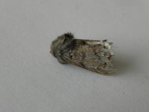 Thaumetopoea sp.