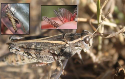Calliptamus sp.