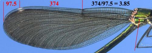 Calopteryx virgo