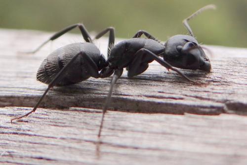 Réf. 170 533 : Camponotus vagus