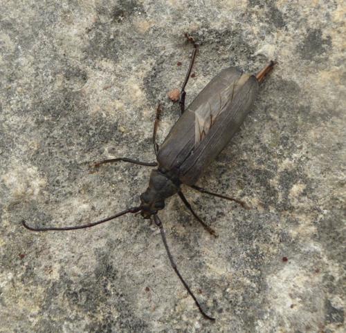 Aegosoma scabricorne