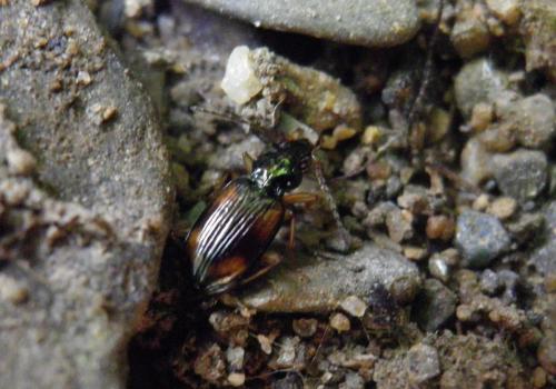 Bembidion tetracolum