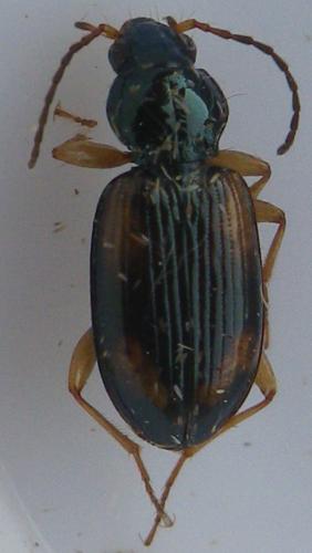Réf. 170 786 : Bembidion tetracolum