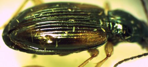 Réf. 170 908 : Bembidion tetracolum