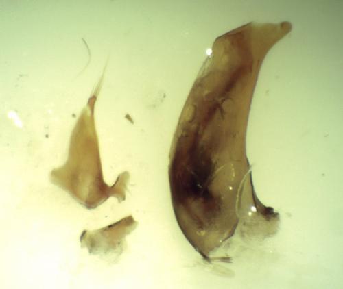 Réf. 170 909 : Bembidion tetracolum