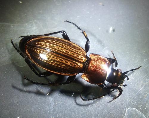Carabus monilis