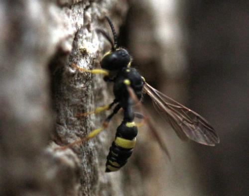Réf. 170 026 : Cerceris rybyensis