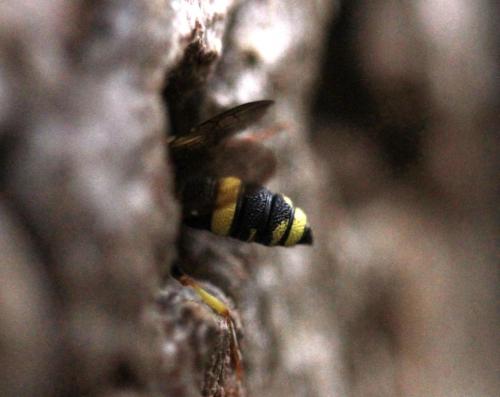 Cerceris rybyensis