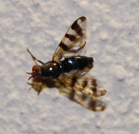 Ceroxys urticae