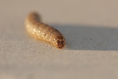 Agrotis sp.