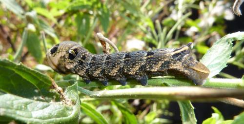 Deilephila elpenor