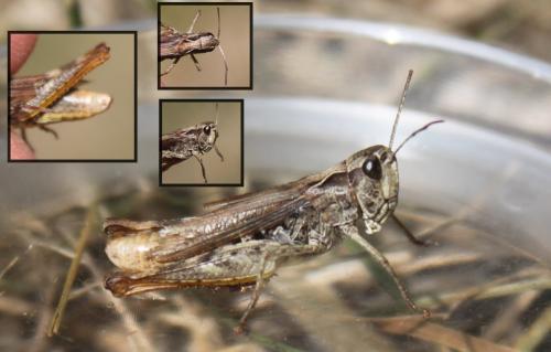 Chorthippus sp.