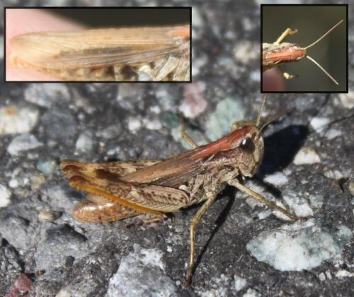 Chorthippus apricarius apricarius