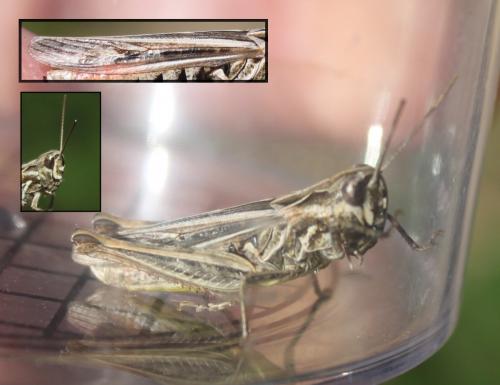 Chorthippus sp.