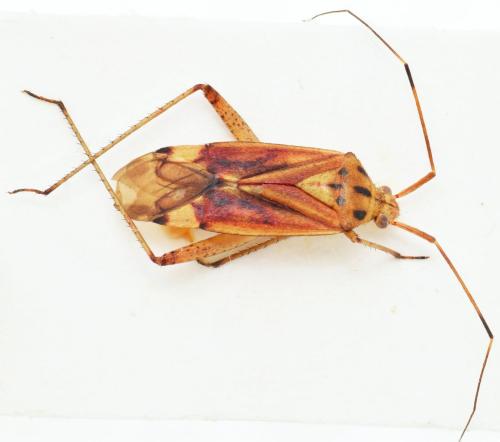 Réf. 170 730 : Closterotomus putoni