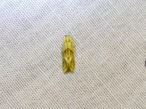Cochylimorpha sp.