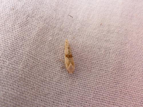 Cochylimorpha sp.