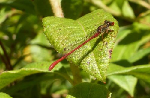 Ceriagrion tenellum