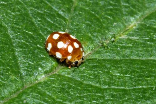 Vibidia duodecimguttata