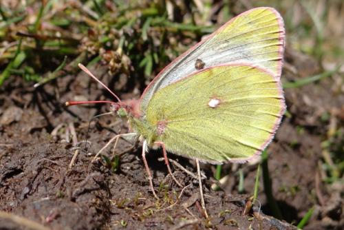 Colias phicomone