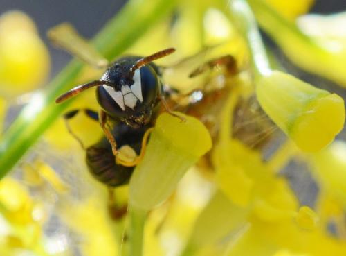 Hylaeus clypearis
