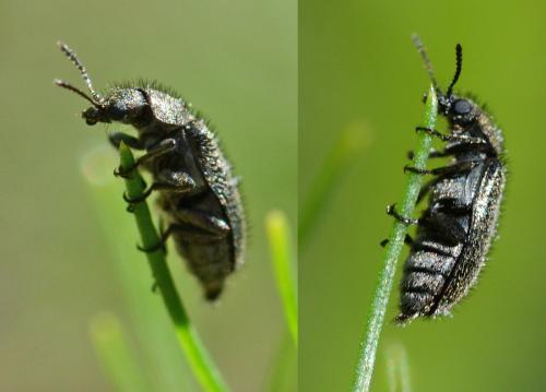 Dasytes sp.