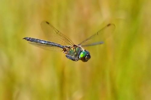 Somatochlora arctica
