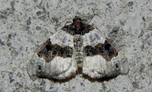 Réf. 170 310 : Cosmorhoe ocellata