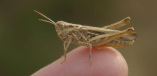 Réf. 170 661 : Chorthippus sp.