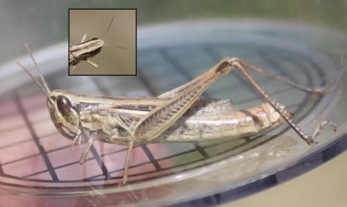 Euchorthippus elegantulus