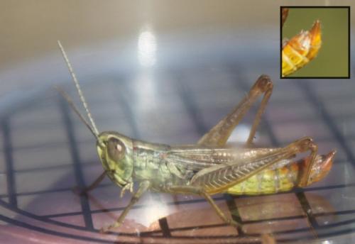 Euchorthippus declivus