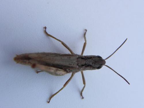 Chorthippus apricarius apricarius
