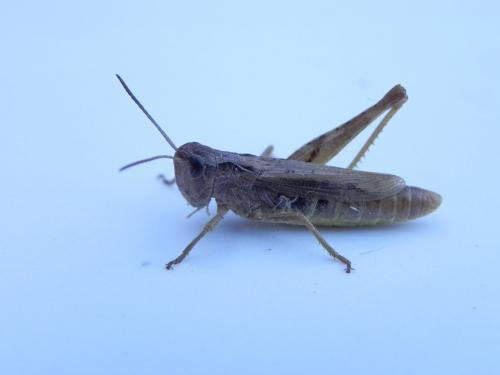 Chorthippus apricarius apricarius
